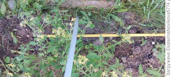 томат Вкусника