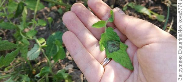 томат Вкусника