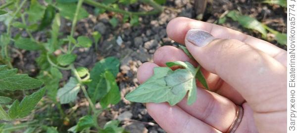 томат Вкусника