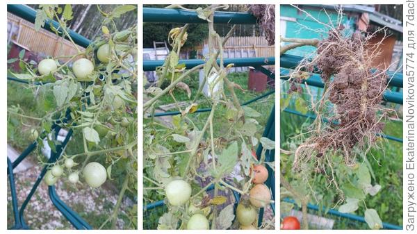 томат Вкусника