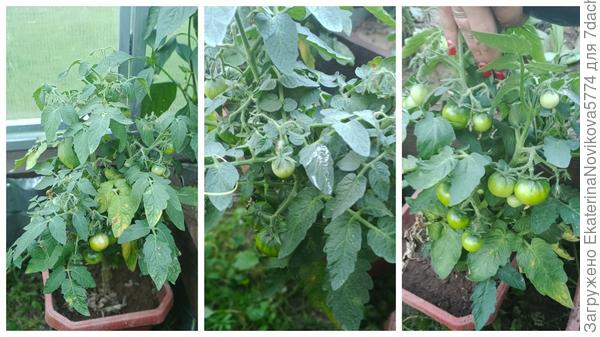 томат Бамбини