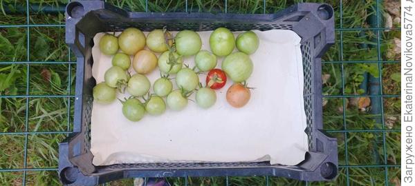 томат Вкусника