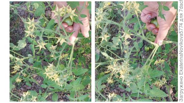 томат Вкусника