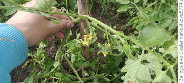 томат Вкусника