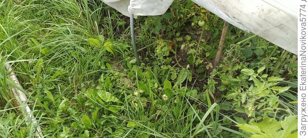 томат Вкусника