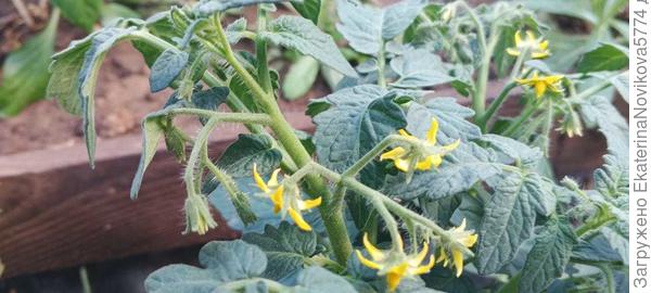 томатт Бамбини