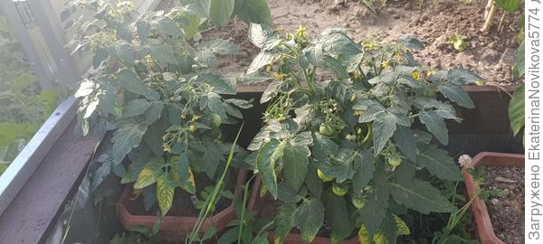 томат Бамбини