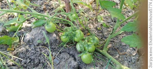 томат Вкусника