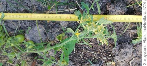 томат Вкусника