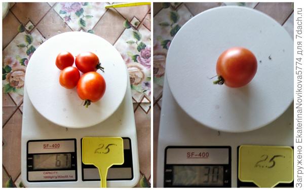 томат Вкусника у мамы