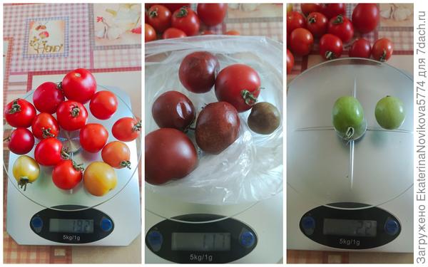 томат Вкусника