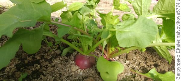 редис Магнат