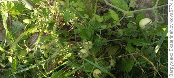 томат Вкусника