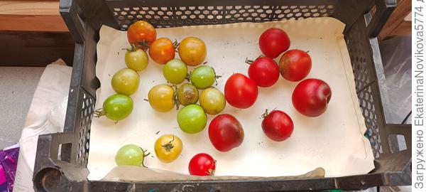 томат Вкусника