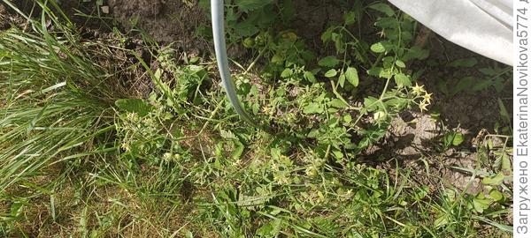 куст Вкусника