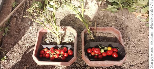 томат Бамбини