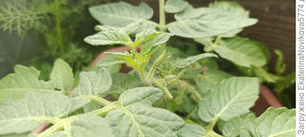 томат Бамбини