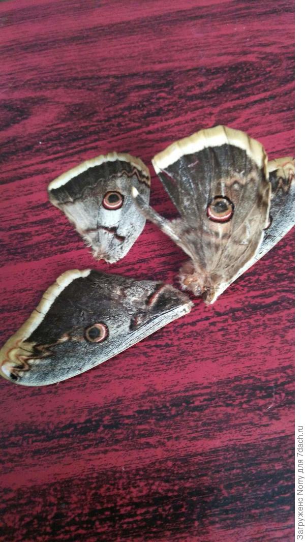 А этого кот "распотрошил"