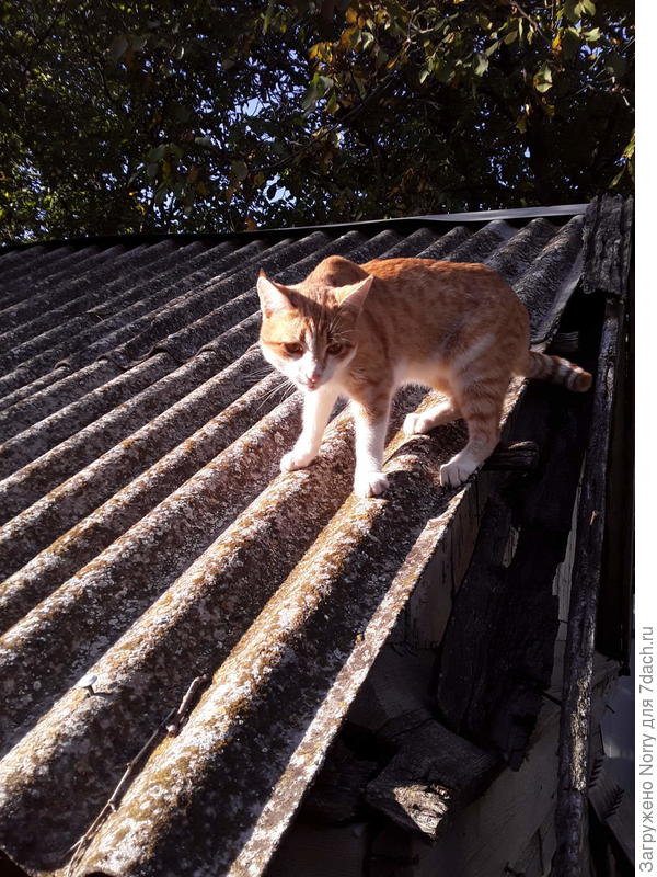 Покоритель крышь