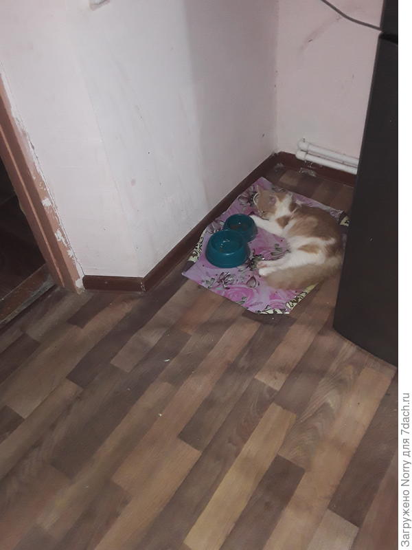 Спим прям у миски