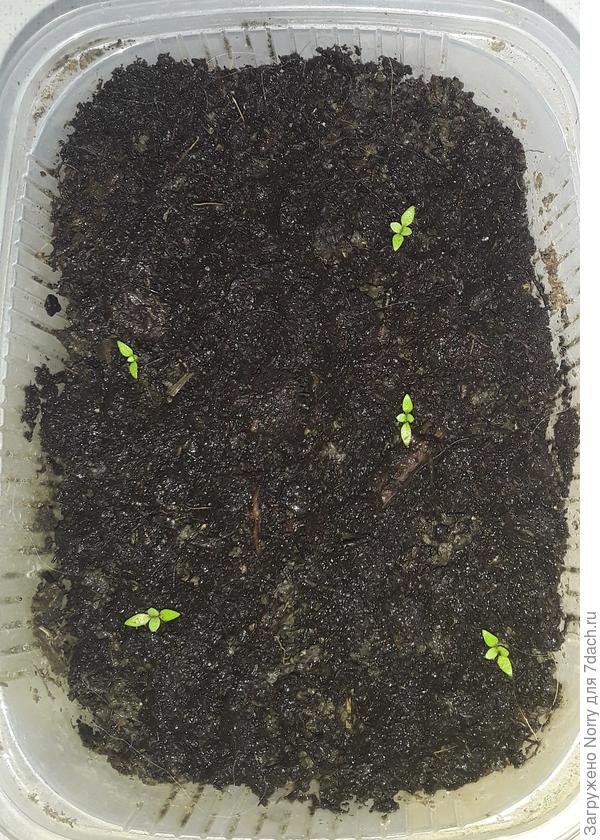 Эустома розовая (Гавриил саката фламенко розовая)