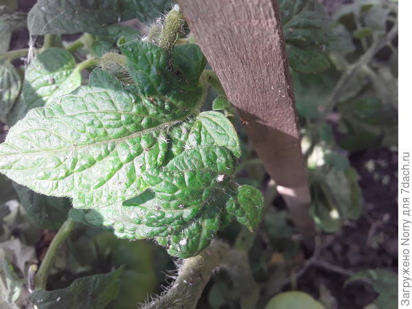 Маленькое на листке