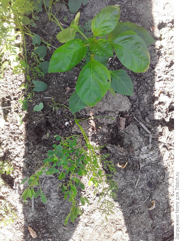 А рядом листочки. Морковка или нет? Или цветы какие?