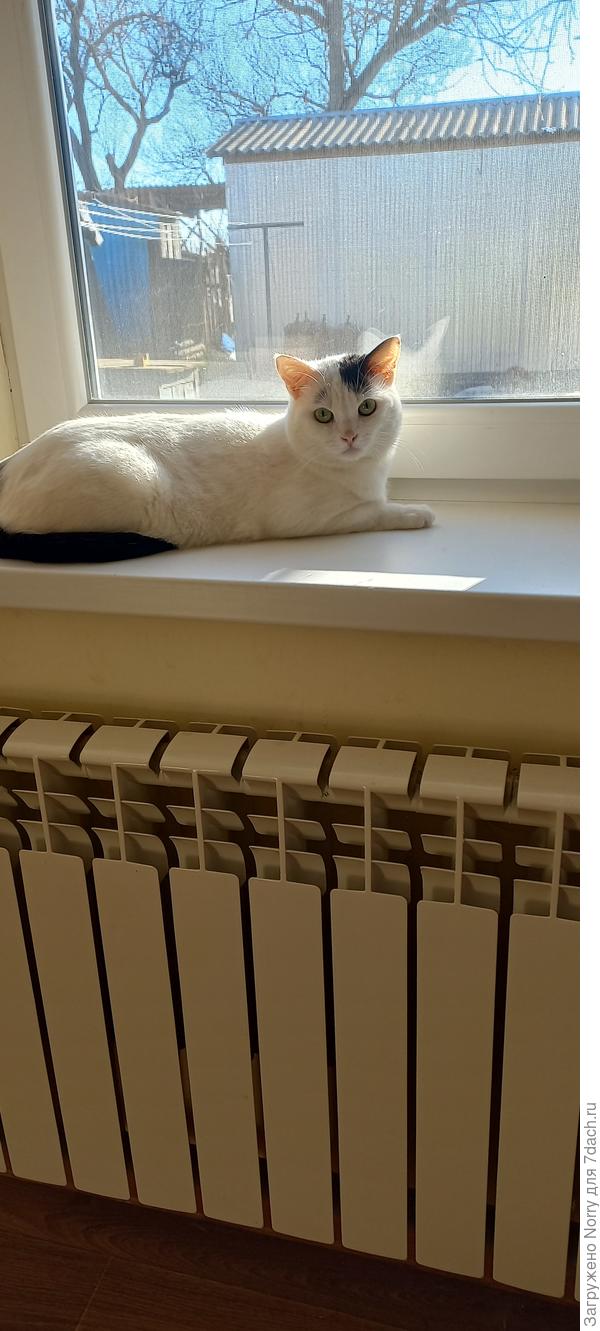 Любимый наблюдательный пункт за птичками