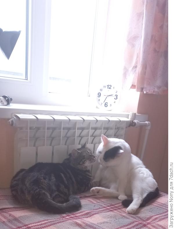 Любов-любов