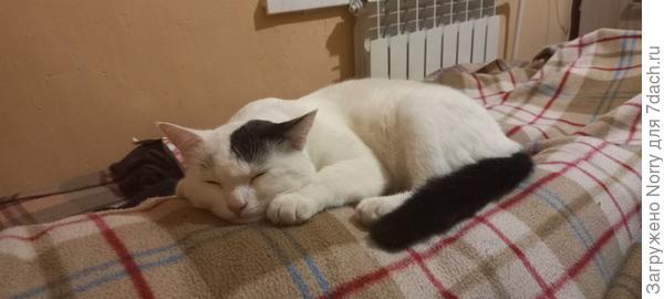 У бабушки на ножках