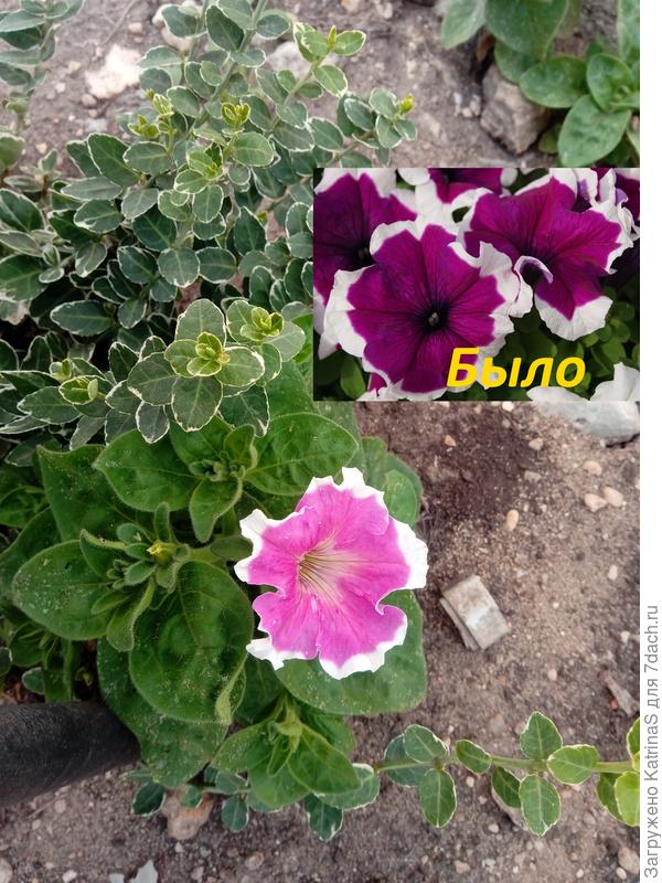 Violet picotee