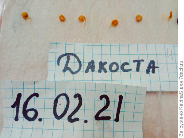 Томат Дакоста 16.02