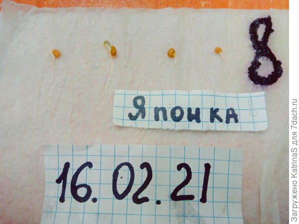 Томат Японка 16.02