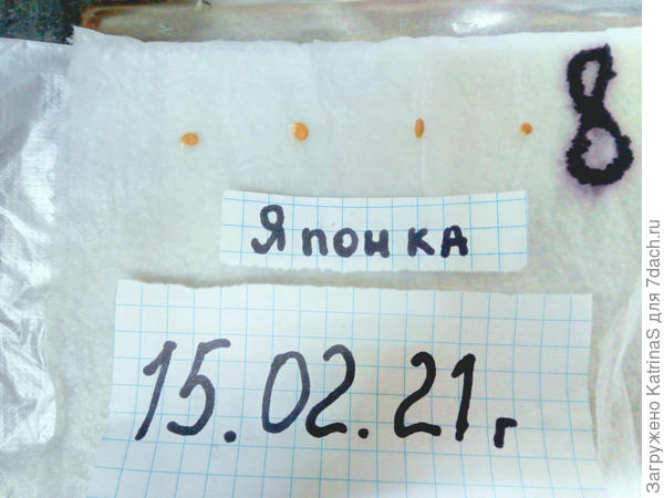 Томат Японка