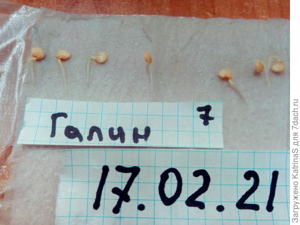 Сладкий перец