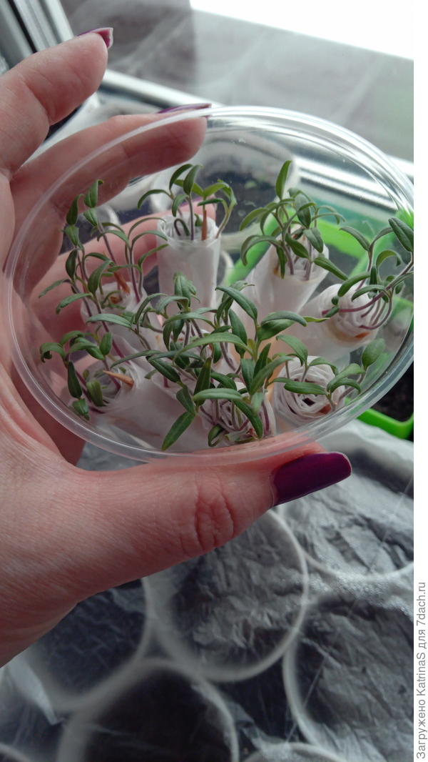 Дружные томатики