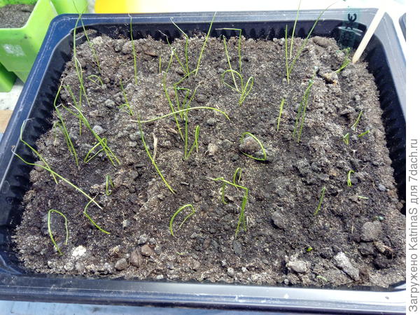 Рассада лука