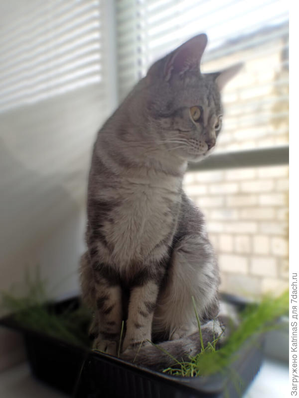 на витаминной травке)))