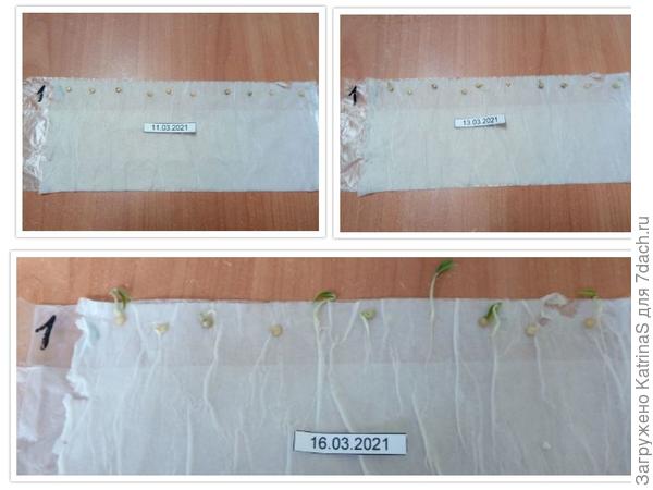 Братья Гриль