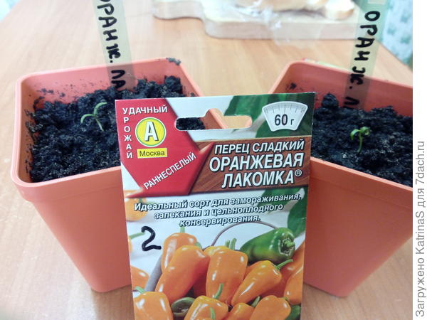 Оранжевая лакомка