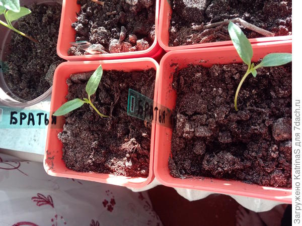 Братья Гриль 24 марта