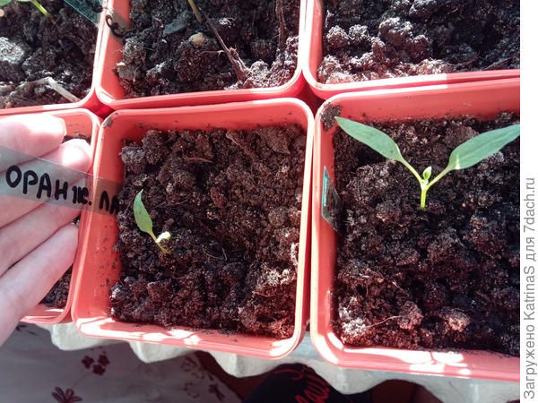 Оранжевая лакомка 24 марта