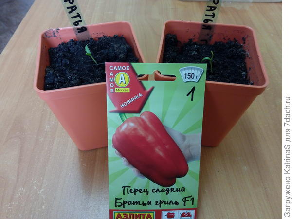 Братья Гриль