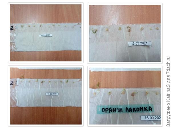 оранжевая лакомка