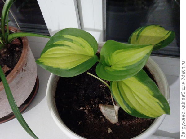 31 марта - все осенне-зимние листики пропали, зато за месяц нарастила 4 новых