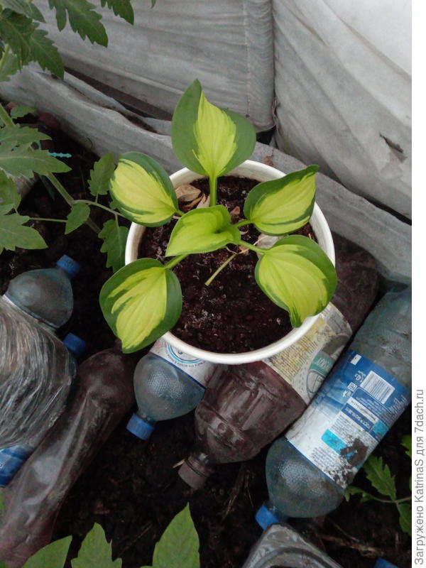 13 апреля - в теплице рост пошел быстрее