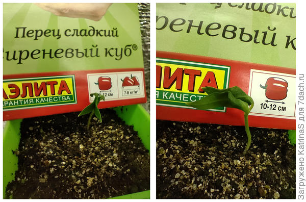 МУТАНТ