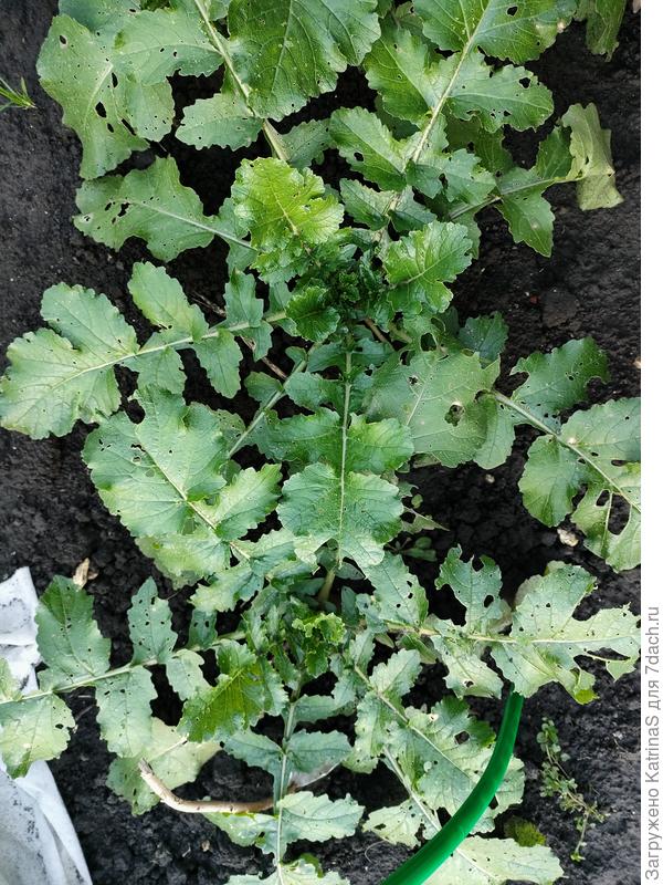 Размах листьев составил 40*60см