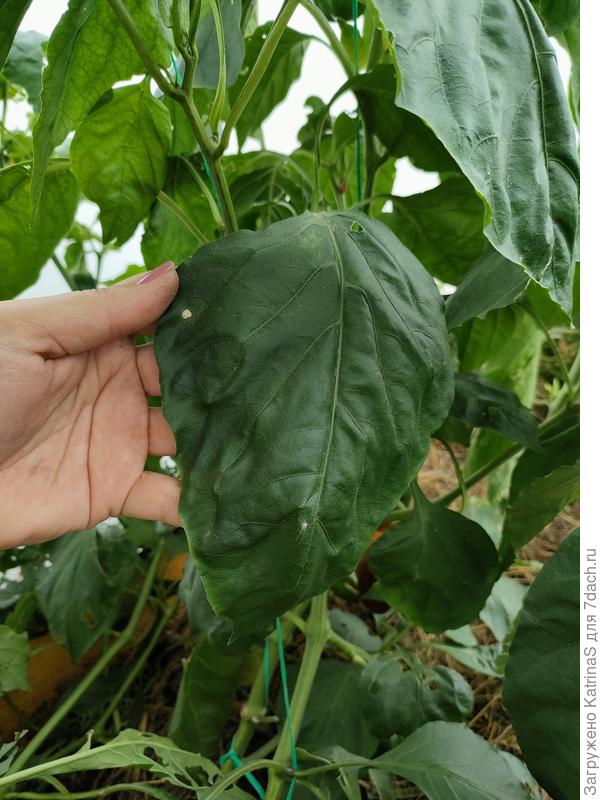 А какие огромные листья нарастили себе
