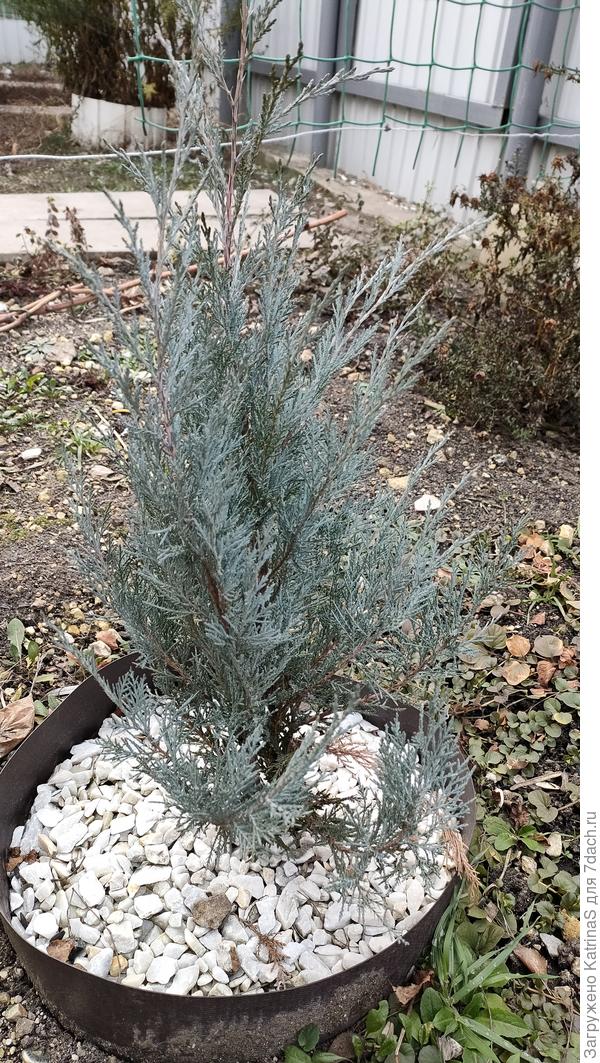 Можжевельник Мунглоу декабрь 2021